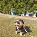 봄날의 강아지 이미지