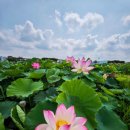 UR(시흥시)-[소사로]-하-31 | 시흥 관곡지 연꽃 테마파크 실시간 연꽃 개화 현황