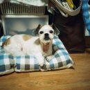 멍멍이와 야옹이 이미지