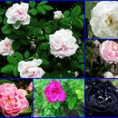 오늘 6월 01일의 꽃말은 -- 장미(Madien Blush Rose) -- 입니다 이미지