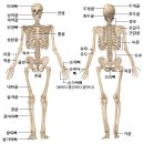 흉곽삽입술[개방식 흉곽삽입술과 폐쇄식 흉곽삽입술] 이미지