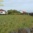 신도리-6 이미지