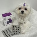 (주)레이케어 | 소형견 강아지 눈 영양제 추천 닥터레이 카놉틱 내돈내산