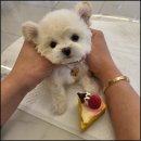 대구강아지분양 퍼피얌 이미지