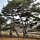 영신군 이이묘 이미지