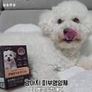 프리벳코 강아지 피부지킴이 스킨케어 영양제 급여 후기