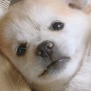 강아지 친구 이미지