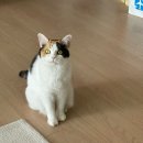 구로-구로-구로-2354 | 4살 고양이 건강검진 대구 수성구 24시 범어동물의료센터 후기(비용, 주차, 대구로페이)