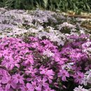 집안의 봄꽃들 이미지