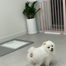 이뻐질개 애견미용실 이미지