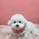 유지네 애견미용샵 이미지