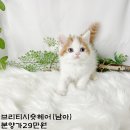 2개월 너무예쁜아기고양이분양 (20만원부터~) 이미지
