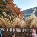 억새꽃 맛집 | 서울 근교 아이들과 가볼만한 곳 산정호수 억새꽃 축제