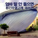 글렉스 네이버블로그
