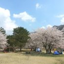 밀양 삼랑진 벚꽃 명소 안태공원 이미지