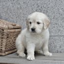 버디독 강아지분양 안심분양센터 서울 영등포점 이미지