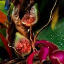 풀잎 위의 이슬 | [겔랑𝐆𝐔𝐄𝐑𝐋𝐀𝐈𝐍] '베티베르 포브' ─ 파인애플 주스 마시며 열대 정원 산책🍃