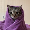 순한고양이 이미지
