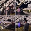 몸에봄을피우다 신가점 | 2026 김천 연화지 벚꽃축제 후기 🌸 야경 벚꽃 명소 추천