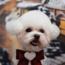 호빵펫살롱 이미지