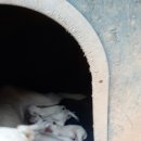 멍멍이집 이미지