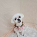 사계절, 몽 이미지