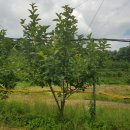 황영농장 이미지