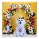멍스럽 이미지