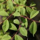 느티나무 [Zelkova serrata (Thunb.) Makino] 이미지