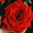 사랑은 이유를 묻지 않아요 ~ 이미지