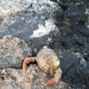 산타 크루즈 | 갈라파고스 산타크루즈 여행 필수 코스ㅣ베이투어와 라스그리에따스 인생샷 후기