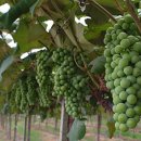 포도나무 이미지