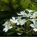 플루메리아 이미지