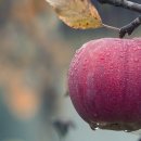 신선한 목장 이미지