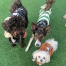 도그런하우스 이미지