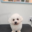 허니애견 이미지