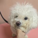 그루밍 | [잠실/문정]문정애견미용 벤그루밍 미용클래스 후기