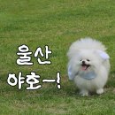 몽돌서재주차장 공중화장실 | 울산 울주군 간절곶 무료 애견운동장 딩동댕놀이터