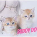 버디독 고양이분양 강아지분양 안심분양센터 인천점 이미지