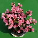 아젤리아 이미지