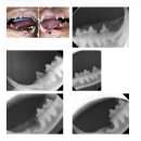 Dr.JK 동물병원 | 고양이 잇몸 출혈 잇몸 염증 치아흡수성 병변 치료 후기 청담리덴동물치과