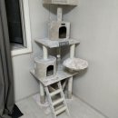 에이스 캣 이미지