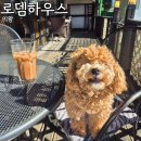 로뎀하우스 | 의왕 계원예대근처 애견동반 카페 로뎀하우스