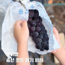 송산농장 | 포도의 계절, 아이와 함께 송산 포도 따기 원혜농원 체험 후기