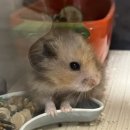 손톱공쥬 이미지