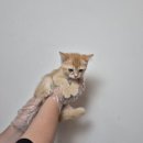 발렌헤어 이미지