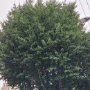 수정1배수지공원 | 폭염속 그늘아래에서 잠시 쉬다 가시지요