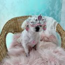 다정한 개아빠 이미지