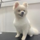 펫스탑 이미지