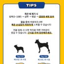 댕댕스파 이미지